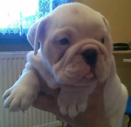 english-bulldog-puppies